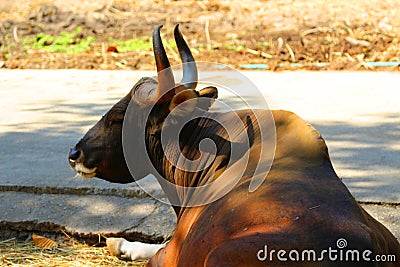 Red Bulls in zoos, wildlife protection, animals and nature. Stock Photo