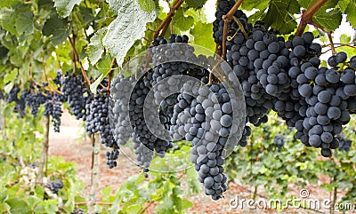 Red bunch of grapes. Stock Photo