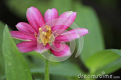 The Red Burgandy Flower in the Gardens Stock Photo