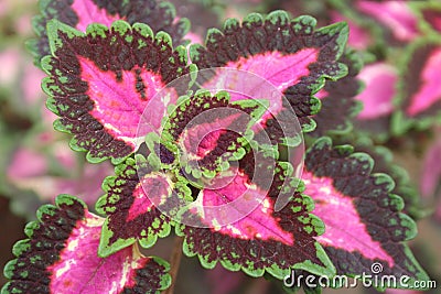 Red burgandy, pink and green leaves Stock Photo