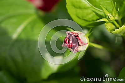 Red burgeon chiness rose, chaba Stock Photo