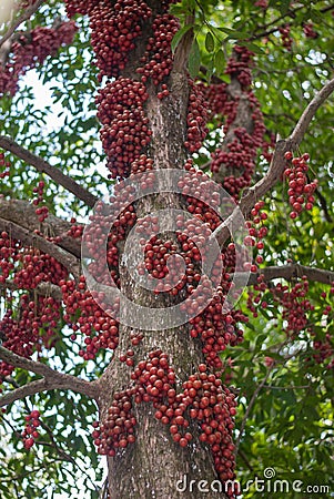 Red Burmese grape Stock Photo