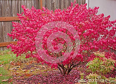 Red Burning Bush Stock Photo