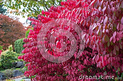 Red burning bush plant Stock Photo