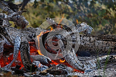 Red Burning fire embers smoulder burnt tree Stock Photo
