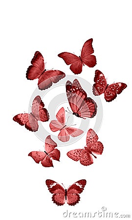 Red butterflies isolated on white background. tropical moths. insects for design. watercolor paints Stock Photo