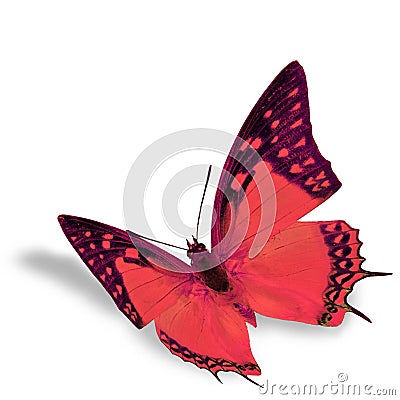 Red Butterfly Stock Photo