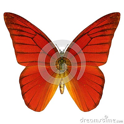 Red Butterfly Stock Photo