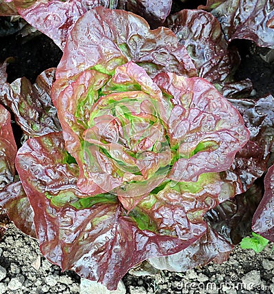 Red Butterhead Lettuce in the Ground Stock Photo