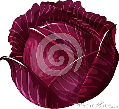 Red Cabbage. Vector Illustration