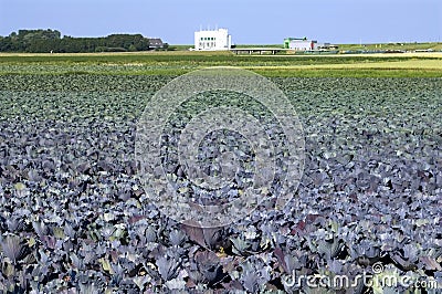 Red cabbage field, waterworks, Netherlands Stock Photo