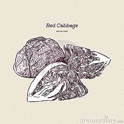Red cabbage, hand draw sketch vector Vector Illustration