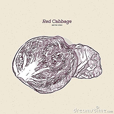 Red cabbage, hand draw sketch vector Vector Illustration