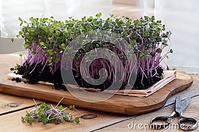 Red cabbage microgreens grown indoors in soil Stock Photo