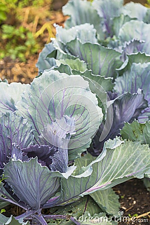 Red Cabbage Plants Stock Photo