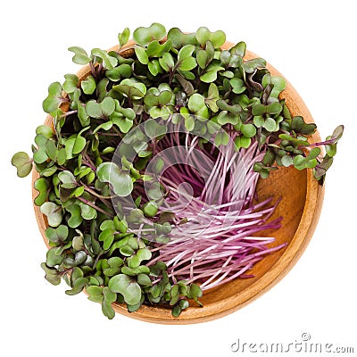 Red cabbage sprouts in wooden bowl over white Stock Photo