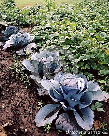 Red cabbages Stock Photo