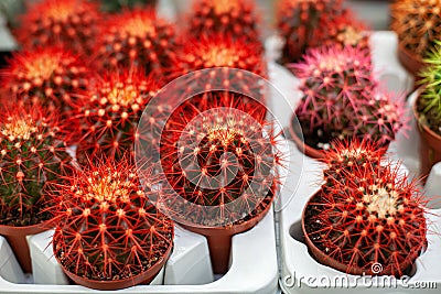 Red cacti in brown pots with blurred background. Prickly cactus. Lots of small cacti. Cactus in pot. Collection of various cactus Stock Photo