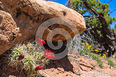 Red Cactus Blossom Canyonlands Utah Stock Photo