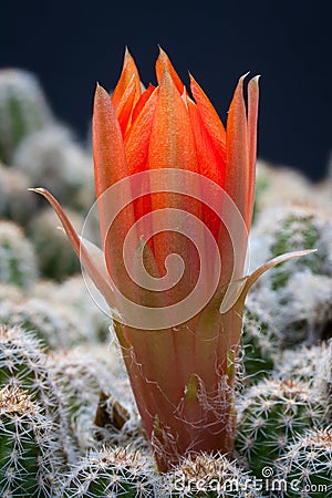 Red cactus flower macro Stock Photo