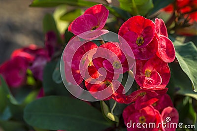 Close up of Red euphorbia cactus flower on green background Stock Photo