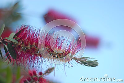 Red callistemon close up Stock Photo