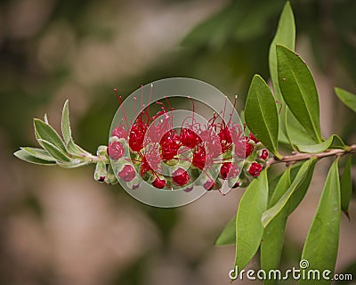Red callistemon on the tree Stock Photo
