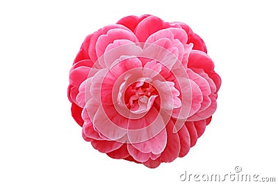 Camellia Royalty Free Stock Image - Image: 29804626