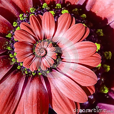 Red camomile daisy flower spiral abstract fractal effect pattern background. Red surreal flower spiral abstract pattern fractal Stock Photo