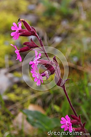 Red campion flower Stock Photo