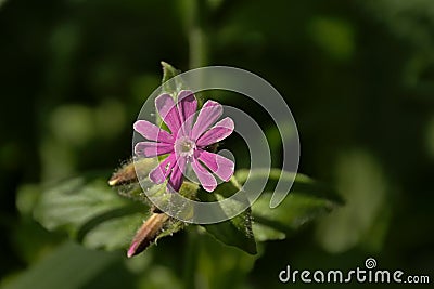 red campion flower closeup - Silene dioica Stock Photo