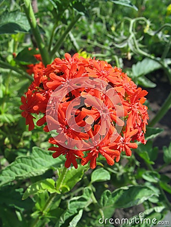 Red campion flower (Lychnis chalcedonica) Stock Photo