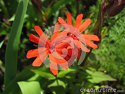 Red campion flower (Lychnis haageana) Stock Photo