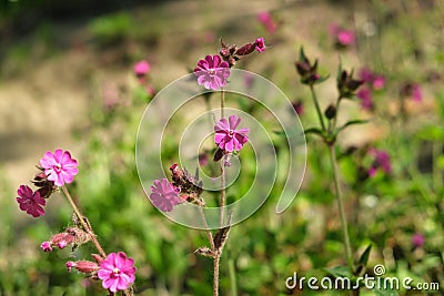 Red Campion Flower In nature. Red campion, Silene dioica, male plant flowers of wild hedgerow dioecious plant in spring Stock Photo