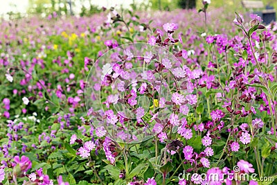 Red campion flower Silene dioica in blossom Stock Photo