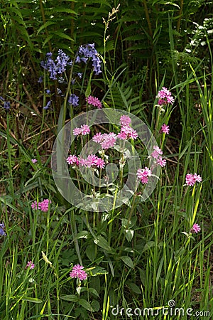 Red Campion, Silene dioica clairy, flowering near Bala, Gwynedd, Wales Stock Photo