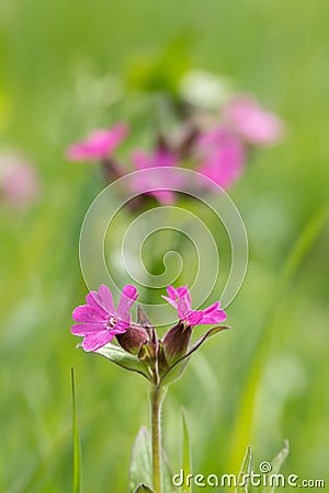 Red campion (Silene dioica). Stock Photo