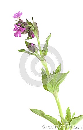 Red campion (Silene dioica) isolated Stock Photo