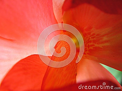 Red Cannas flower closeup Stock Photo