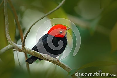 Red-capped Manakin, Pipra mentalis, rare bizar bird, Nelize, Central America. Forest bird, wildlife scene from nature. Black Manak Stock Photo