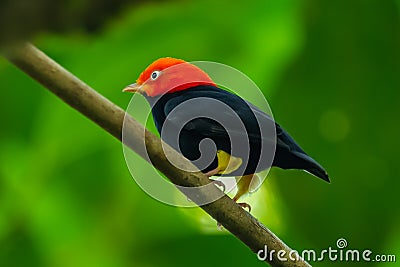 Red-capped Manakin, Pipra mentalis, rare bizar bird, Nelize, Central America. Stock Photo