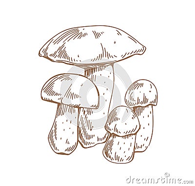 Red-capped scaber stalk mushrooms. Outlined botanical vintage drawing of edible fungi composition. Sketch of forest Vector Illustration