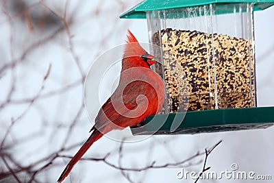 Red Cardinal at bird feeder Stock Photo