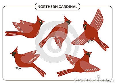Red cardinal birds set. Cute flying Northern cardinal songbirds in various poses isolated on white background. Winter Vector Illustration