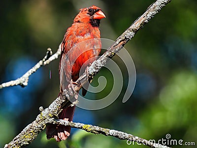 Red Cardinal on a Branch: A balding molting male Northern red cardinal perched Stock Photo
