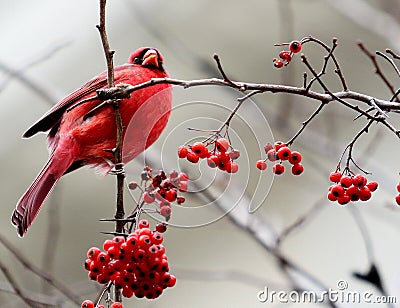 Red Cardinal on Branch with Berries Stock Photo