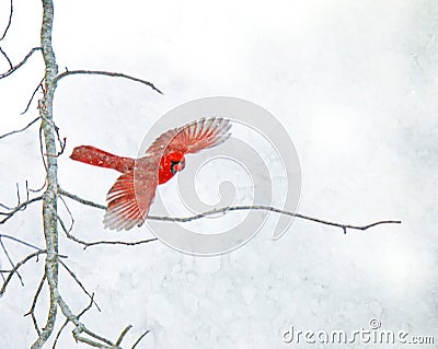 Red Cardinal Flying in the Snow Stock Photo