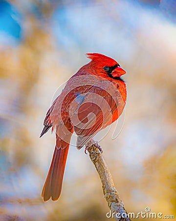 Red cardinal perched on a leafless twig against a backdrop of autumnal foliage. Stock Photo