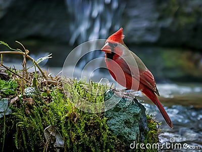 Red cardinal perches on a mossy rock Stock Photo