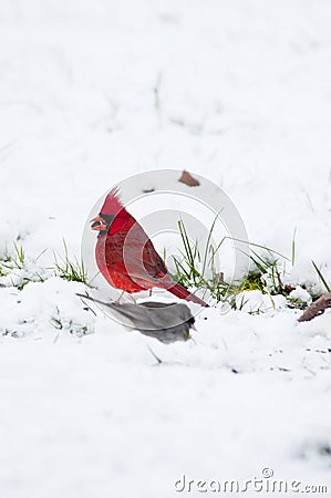 Red Cardinal sits in the snow feeding. Stock Photo